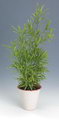 Asparagus Falcatus